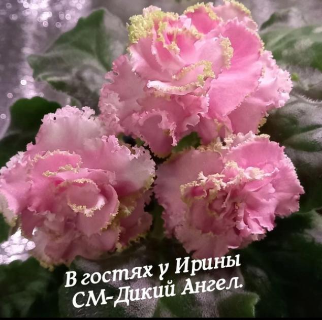 Фиалка СМ-Дикий Ангел 5