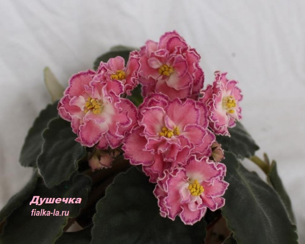 Фиалка СМ-Душечка 5