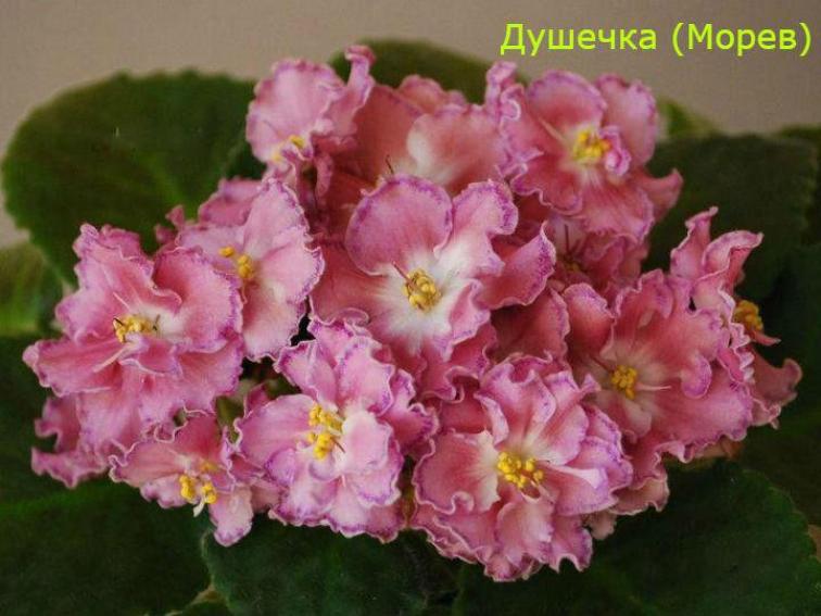 Фиалка СМ-Душечка 6