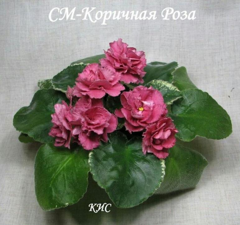 Фиалка СМ-Коричная Роза 2