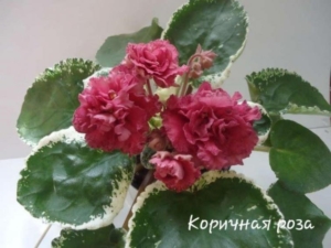 Фиалка СМ-Коричная Роза