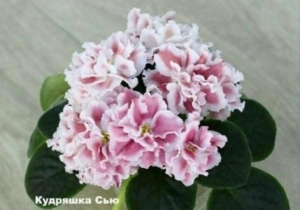 Фиалка СМ-Кудряшка Сью