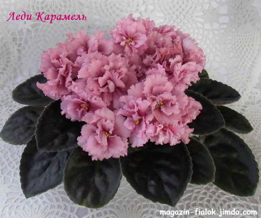 Фиалка СМ-Леди Карамель 5