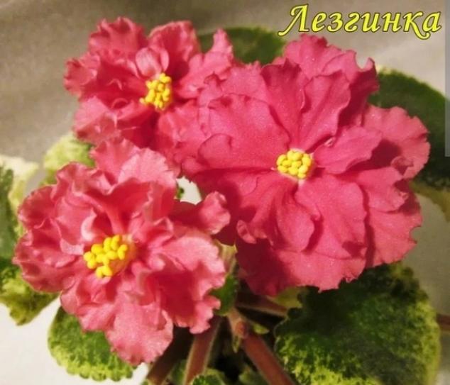Фиалка СМ-Лезгинка 2