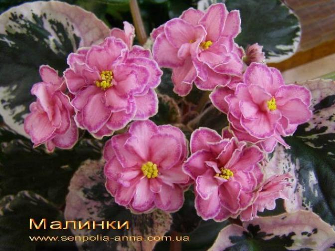 Фиалка СМ-Малинки 4