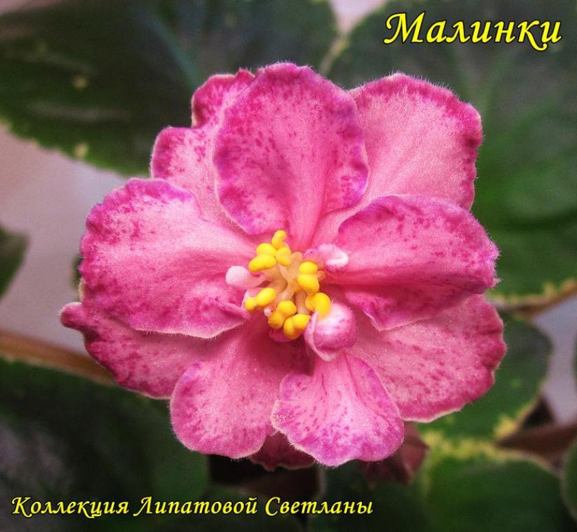 Фиалка СМ-Малинки 6