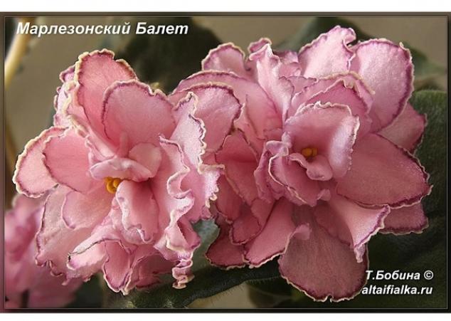 Фиалка СМ-Марлезонский балет 3