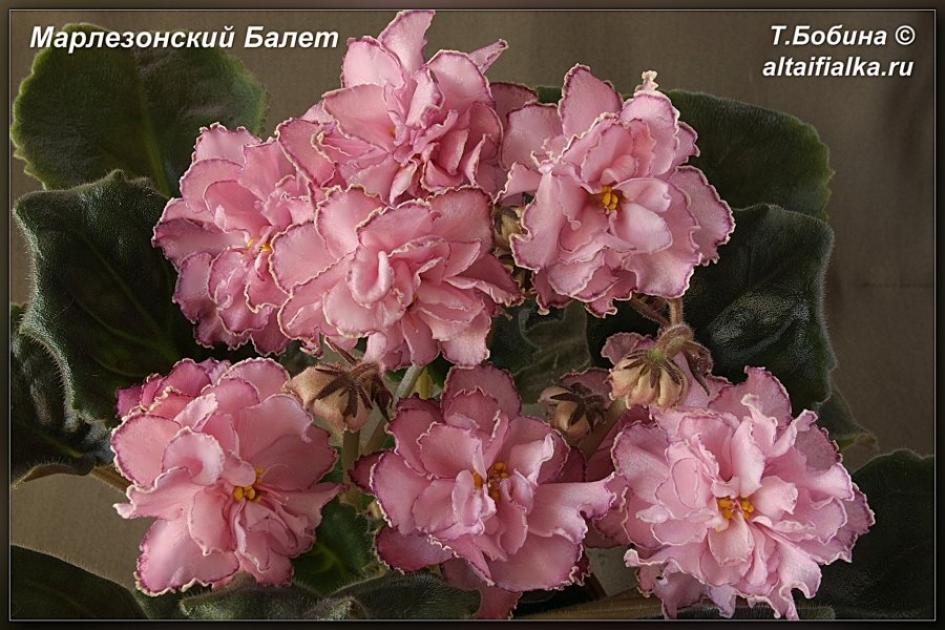 Фиалка СМ-Марлезонский балет 4