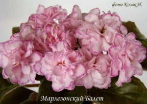 Фиалка СМ-Марлезонский балет