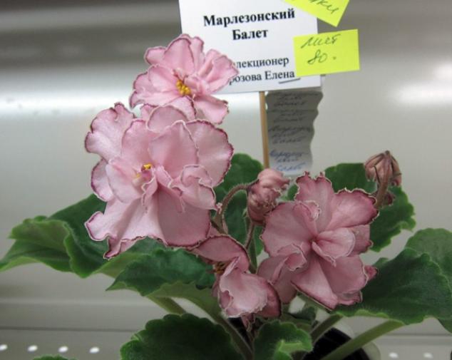 Фиалка СМ-Марлезонский балет 5