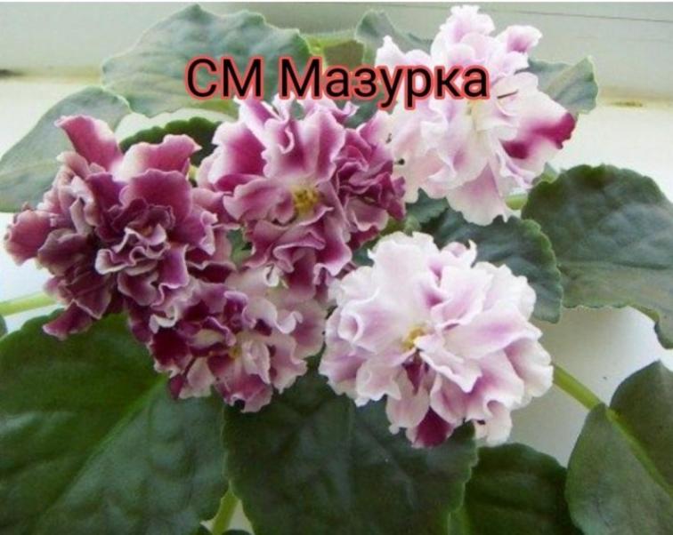 Фиалка СМ-Мазурка 3