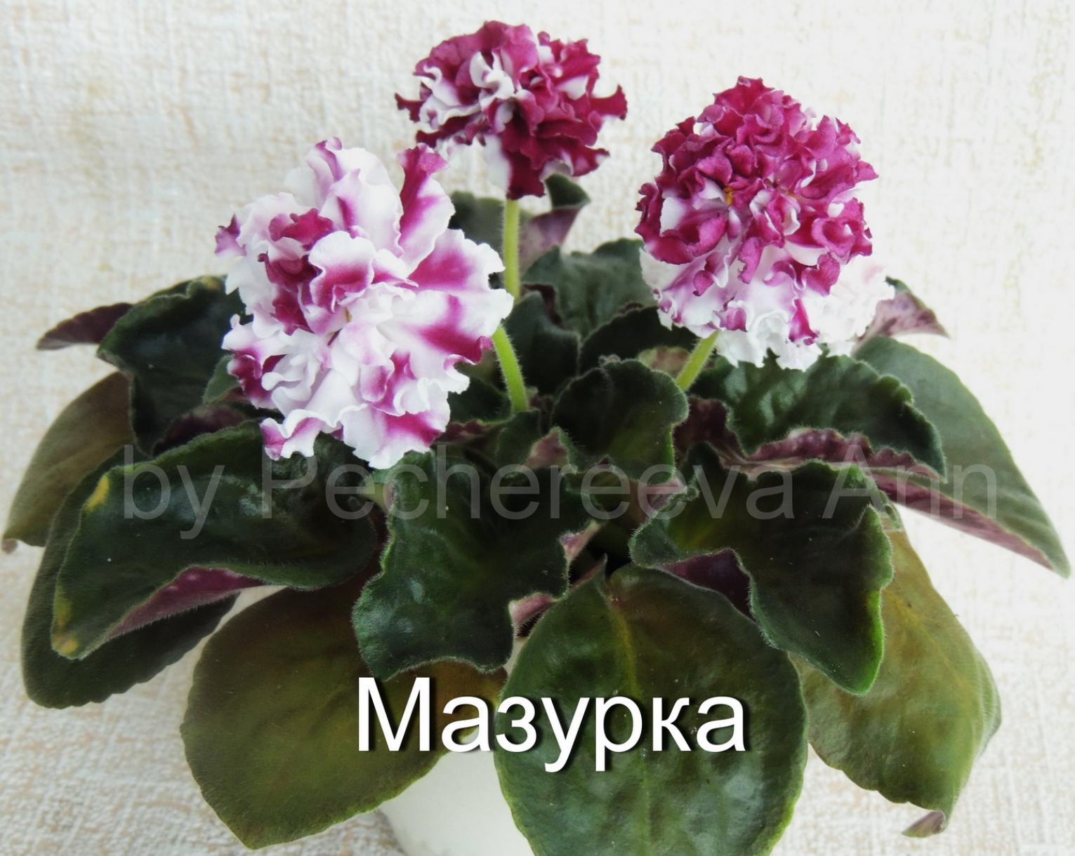 Фиалка СМ-Мазурка 5