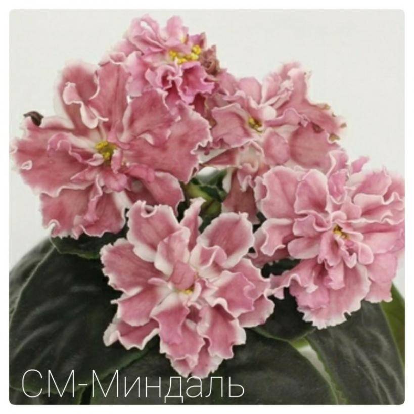 Фиалка СМ-Миндаль 2