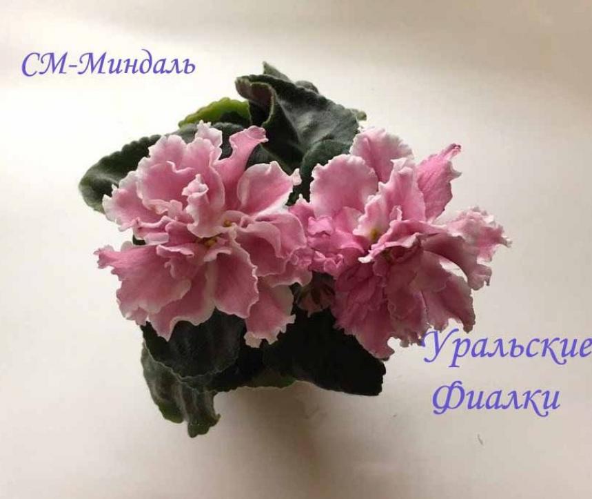 Фиалка СМ-Миндаль 5