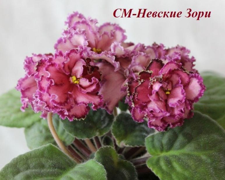 Фиалка СМ-Невские Зори 3