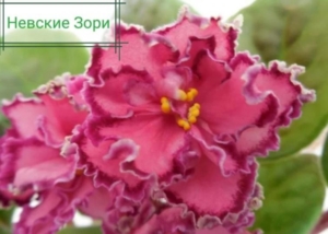 Фиалка СМ-Невские Зори