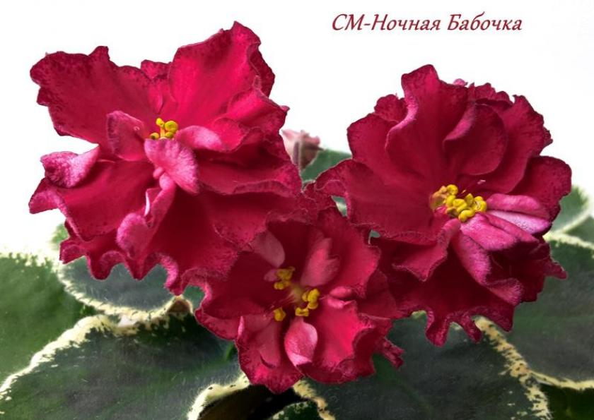 Фиалка СМ-Ночная Бабочка 4