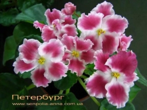 Фиалка СМ-Петербург