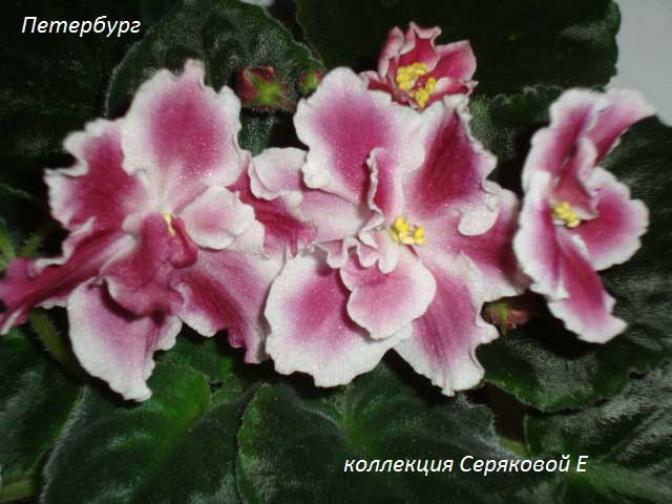 Фиалка СМ-Петербург 3