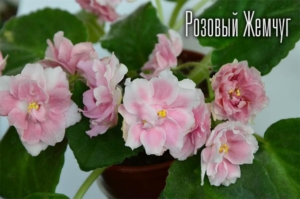Фиалка СМ-Розовый Жемчуг