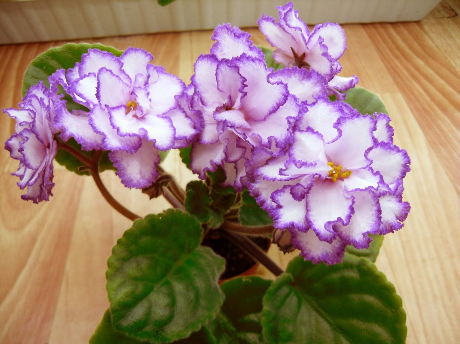Фиалка Спировчанка (Морев) 3