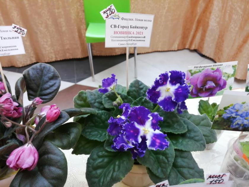 Фиалка СВ-Город Байконур 2