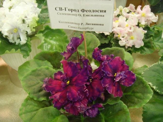 Фиалка СВ-Город Феодосия 3