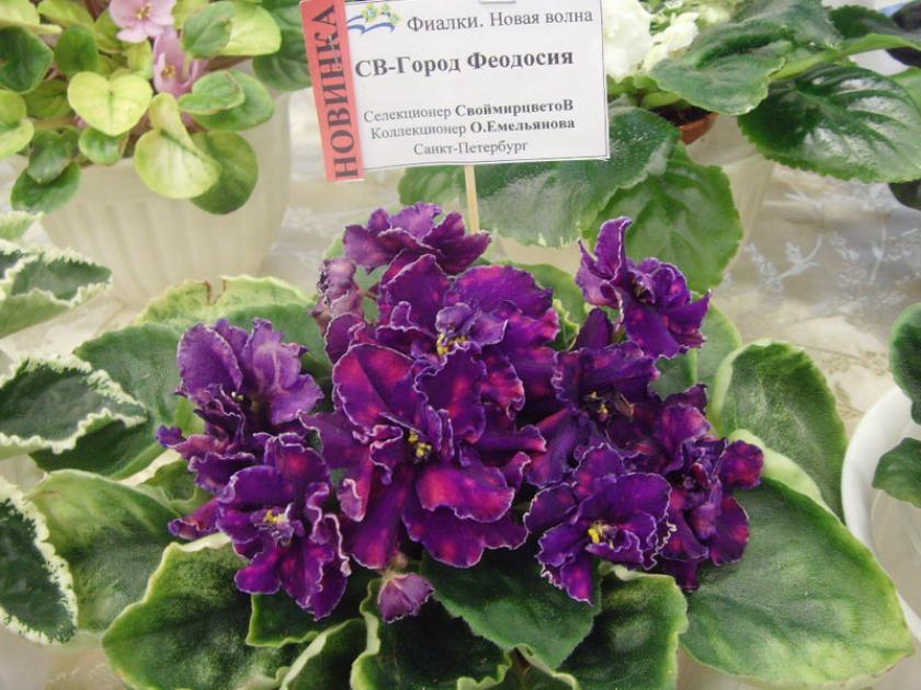 Фиалка СВ-Город Феодосия 5