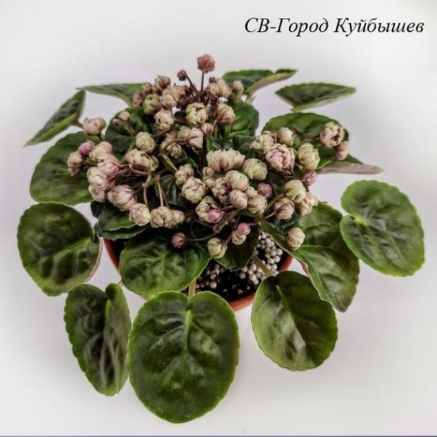 Фиалка СВ-Город Куйбышев 2
