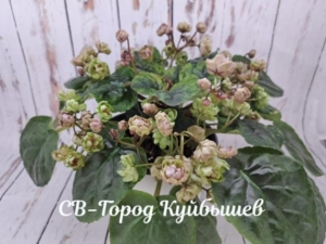 Фиалка СВ-Город Куйбышев