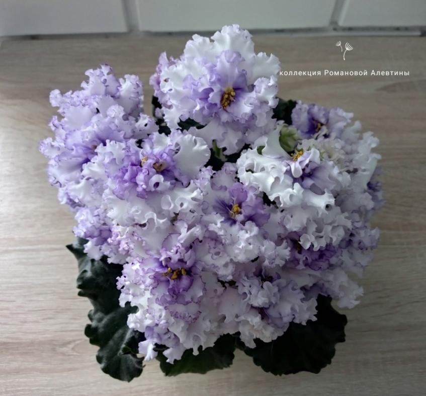 Фиалка ТФ-Северное Сияние 5