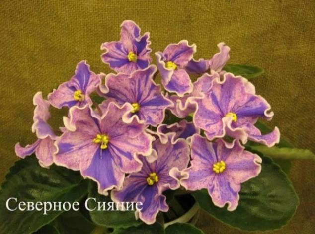 Фиалка ТФ-Северное Сияние