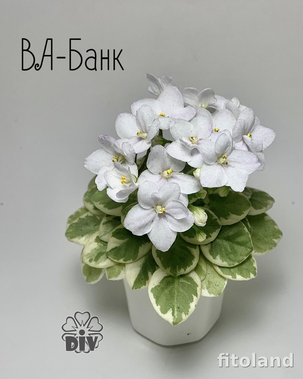 Фиалка Ва-Банк 6