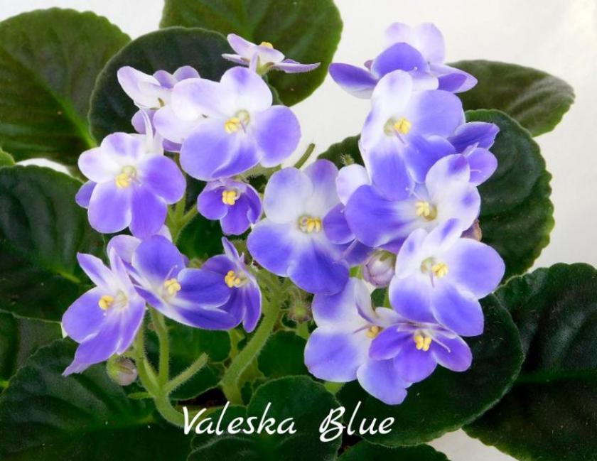 Фиалка Валеска Блю (Valeska Blue) 3