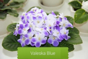 Фиалка Валеска Блю (Valeska Blue)