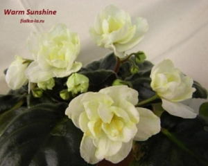 Фиалка Варм Саншайн (Warm Sunshine)