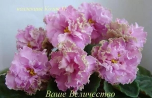 Фиалка Ваше Величество (Макуни)