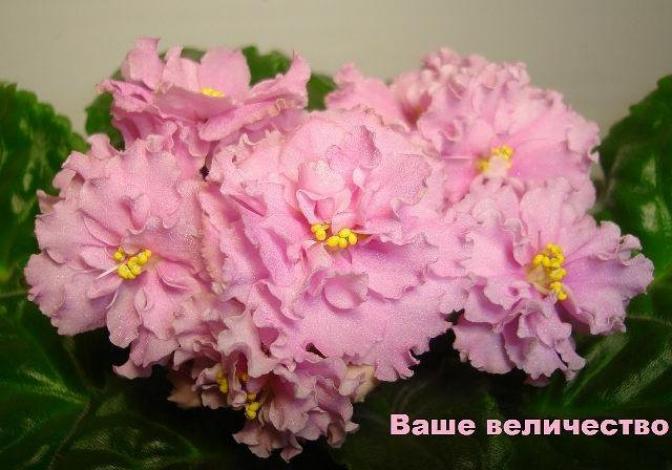 Фиалка Ваше Величество (Макуни) 5