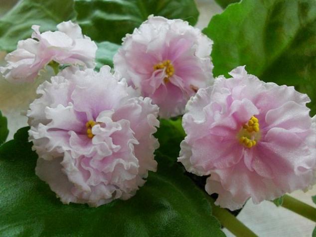 Фиалка Ваше Величество (Макуни) 7