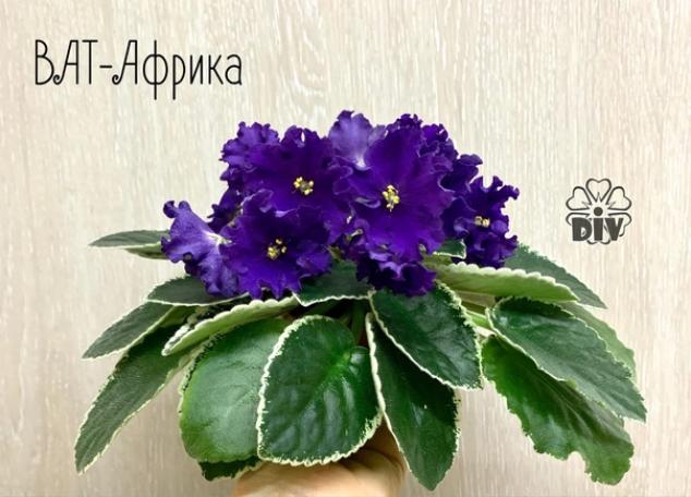 Фиалка ВаТ-Африка 5