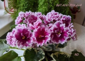 Фиалка ВаТ-Агат розовый
