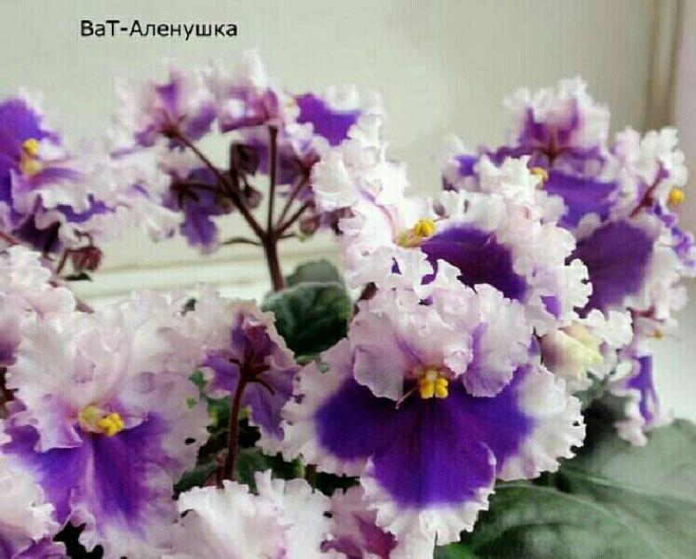 Фиалка ВаТ-Аленушка 3
