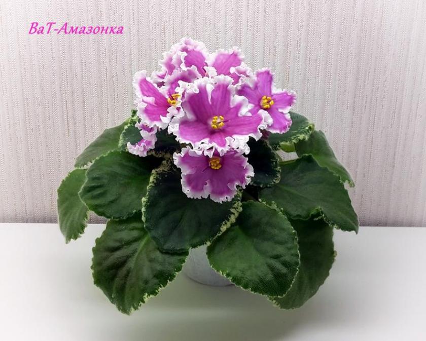 Фиалка ВаТ-Амазонка 3