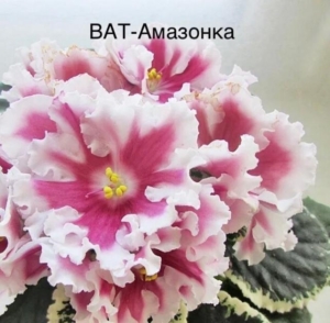 Фиалка ВаТ-Амазонка