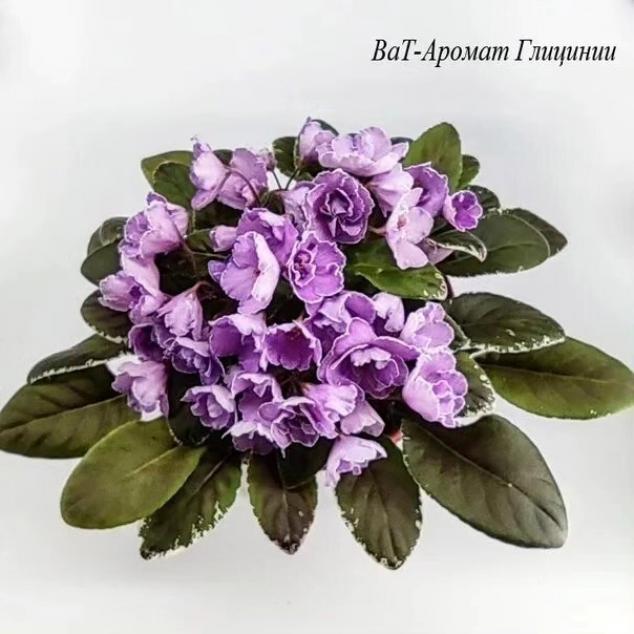 Фиалка ВаТ-Аромат Глицинии 3