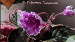 Фиалка ВаТ-Аромат Глицинии