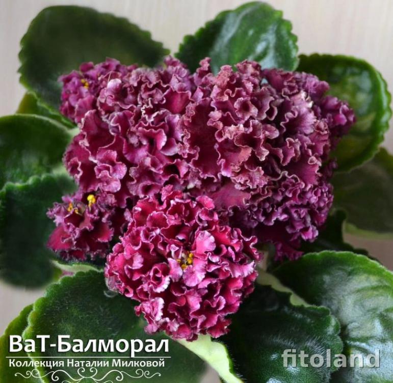Фиалка ВаТ-Балморал 4