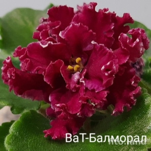 Фиалка ВаТ-Балморал