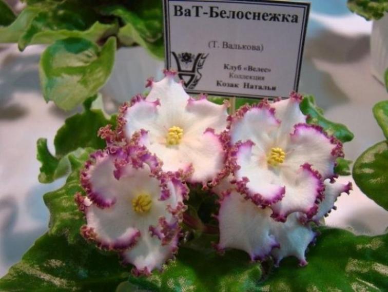 Фиалка Ват-Белоснежка 2