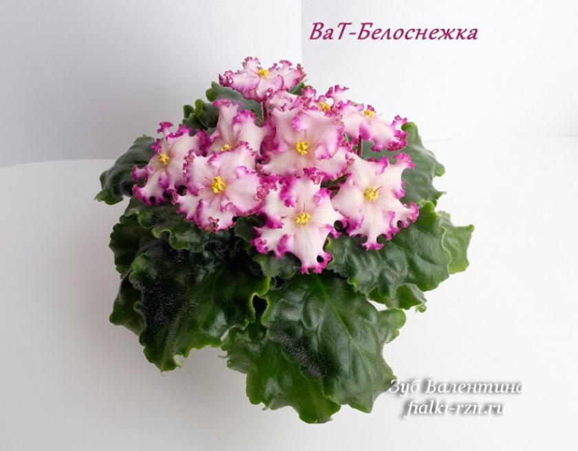 Фиалка Ват-Белоснежка 4